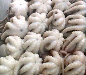 baby octopus