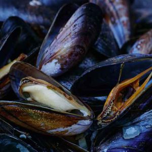 Fresh Mussels