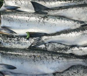 Frozen Salmon Whole