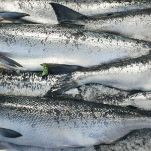 Frozen Salmon Whole