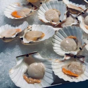 Frozen Scallop Supplier
