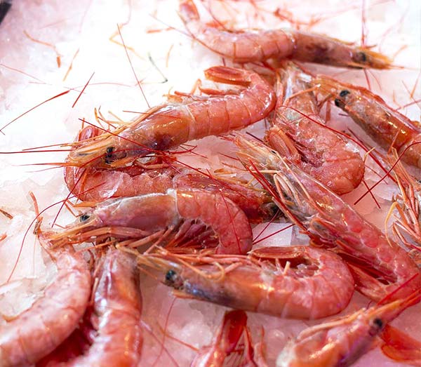 Frozen Shrimp Supplier Saudi