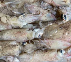 Frozen Squid