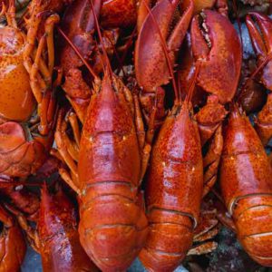 Lobster Whole Supplier Saudi