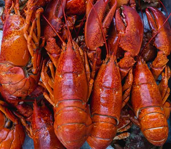 Lobster Whole Supplier Saudi