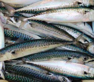 mackerel
