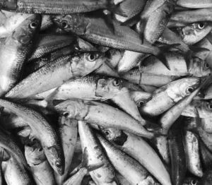 sardine