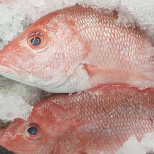 Seabream Fish Supplier