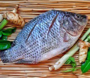 tilapia