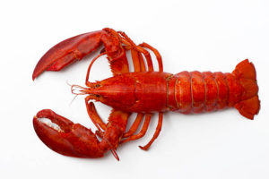 Lobster Whole