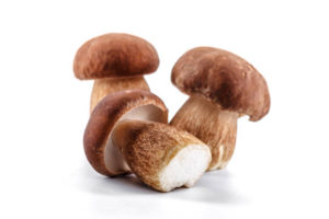 Porcini Mushroom