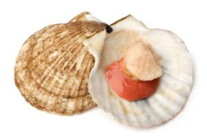 Scallops